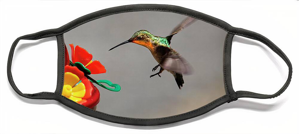 Hummingbird Face Mask featuring the photograph Hummingbird Approaches Nectar Feeder by Charles Floyd