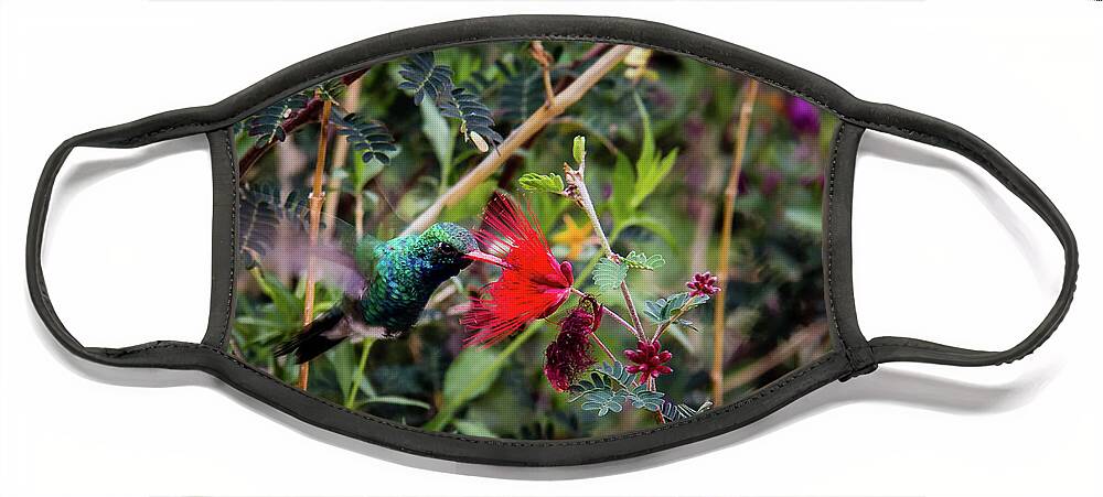 Canyon Face Mask featuring the photograph Hummingbird approaching a flower by Craig A Walker