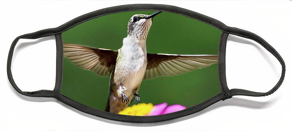 Hummingbird Face Mask featuring the photograph Hummingbird by Christina Rollo