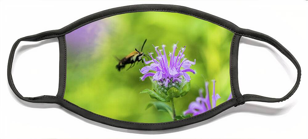 Plants Face Mask featuring the photograph Hummingbird Moth - Delaware Water Gap by Amelia Pearn