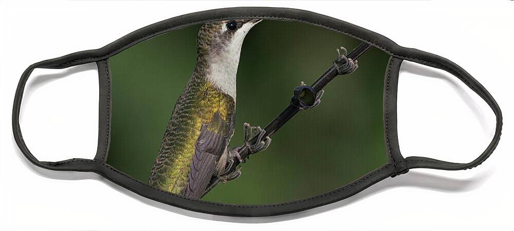 Bird Face Mask featuring the photograph Hummingbird Portrait1 by Jim Schmidt MN