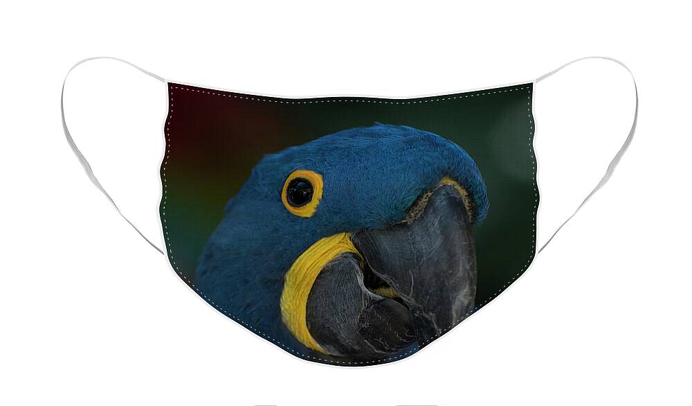 Bird Face Mask featuring the photograph Hyacinth Macaw by Carolyn Hutchins