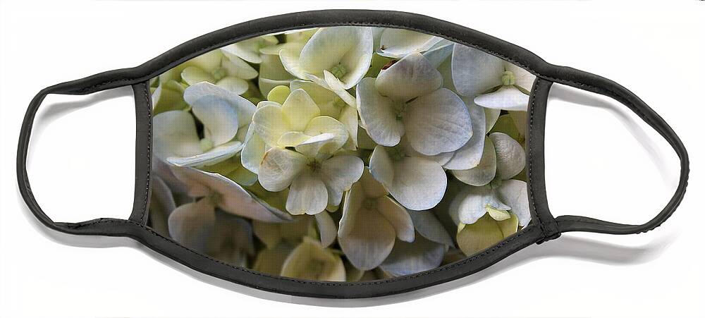Hydrangea Face Mask featuring the photograph Hydrangea by Jindra Noewi