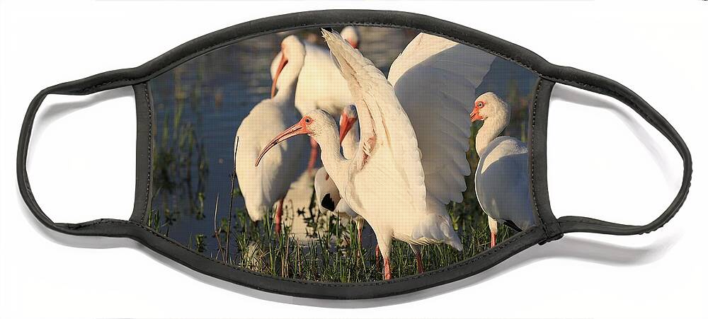 White Ibises Face Mask featuring the photograph Ibises Bathing in the Early Morning Sun by Mingming Jiang
