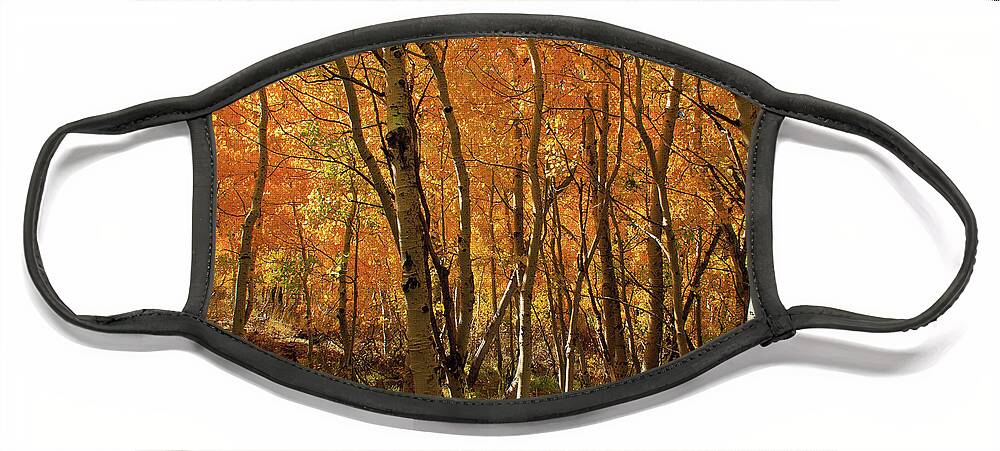 Aspens Face Mask featuring the photograph If Gold Grew on Trees by Ryan Huebel