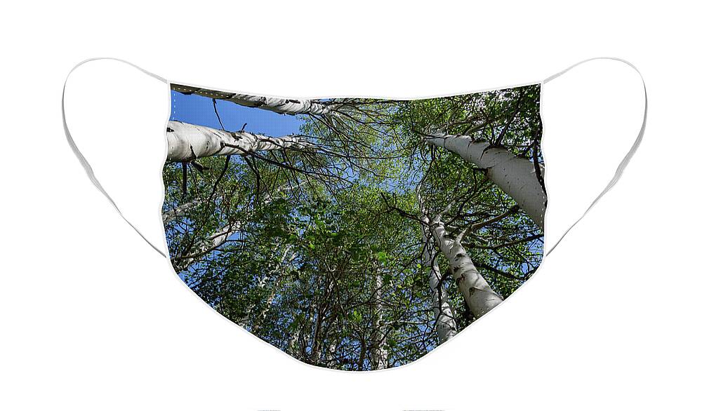 Aspens Face Mask featuring the photograph In the Grove by Jeff Hubbard