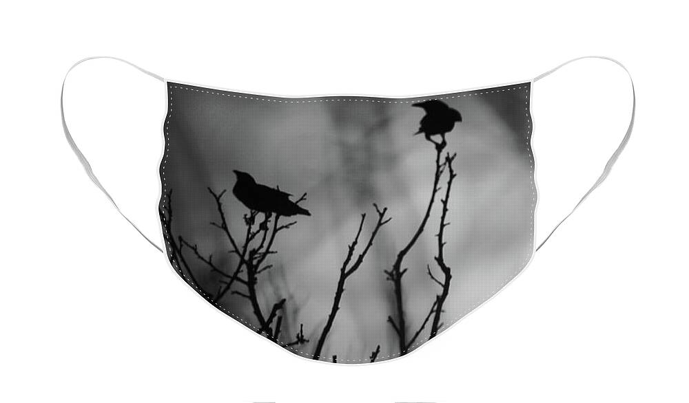  Face Mask featuring the photograph In the Tree Tops by Stoney Lawrentz