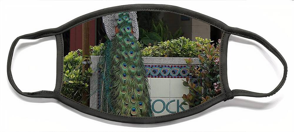 Indian Peafowl Face Mask featuring the photograph Indian Peacock with iridescent Blue and Green Plumage by Mingming Jiang