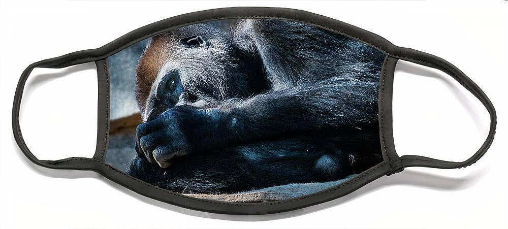 Animals Face Mask featuring the photograph Insomnia by David Levin