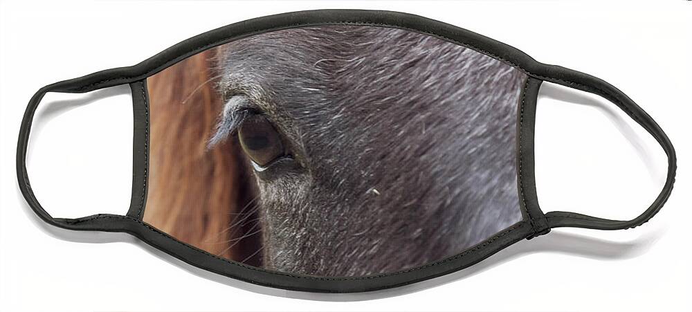 Horse Face Mask featuring the photograph Into the Soul by Holly Ross