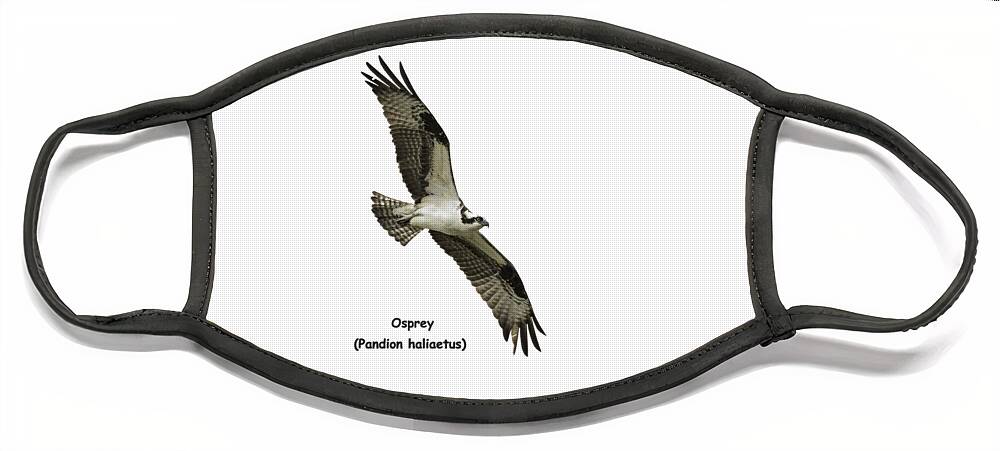 Osprey Face Mask featuring the photograph Isolated Osprey 2021-1-A by Thomas Young