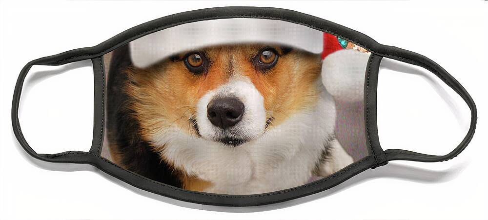 Corgi Face Mask featuring the photograph It Wasn't Me by Mike McGlothlen