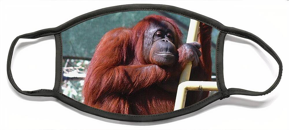 Orangutang Face Mask featuring the photograph It's My Fiftieth Birthday by Dorsey Northrup