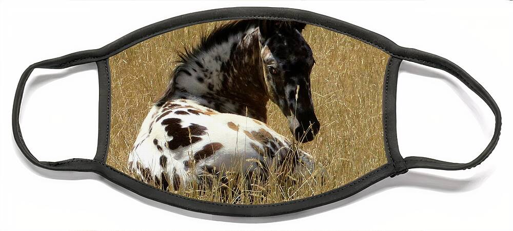 Appaloosa Face Mask featuring the photograph I've Been Spotted by Katie Keenan