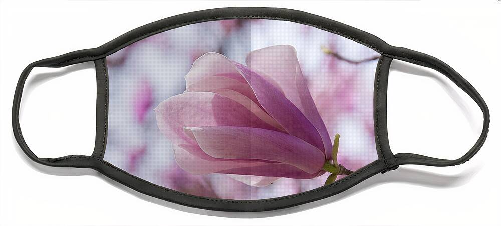 Magnolia Face Mask featuring the photograph Jane Magnolia by Rose Guinther