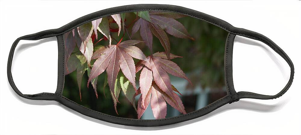 Face Mask featuring the photograph Japanese Maple by Heather E Harman