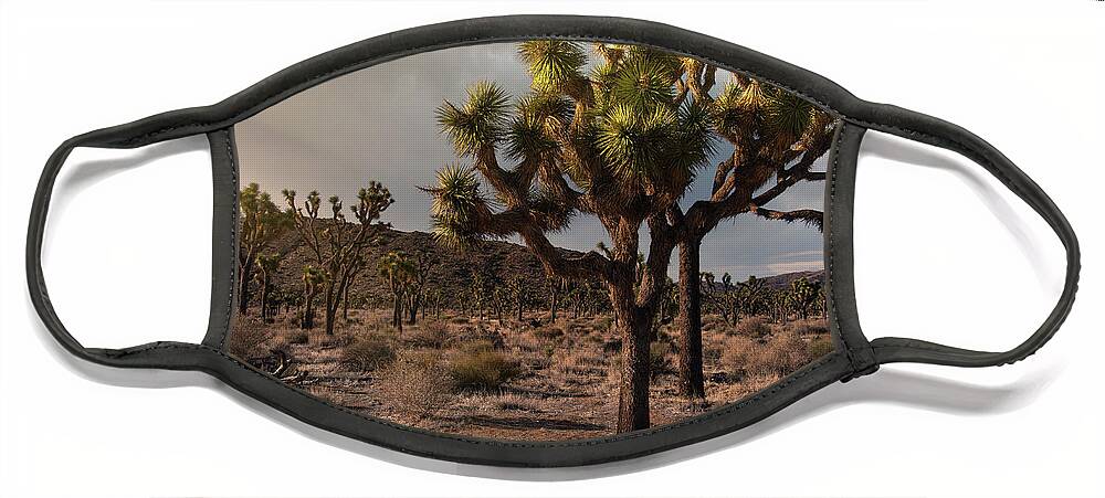 Landscape Face Mask featuring the photograph Joshua Tree Sunset by Sandra Bronstein