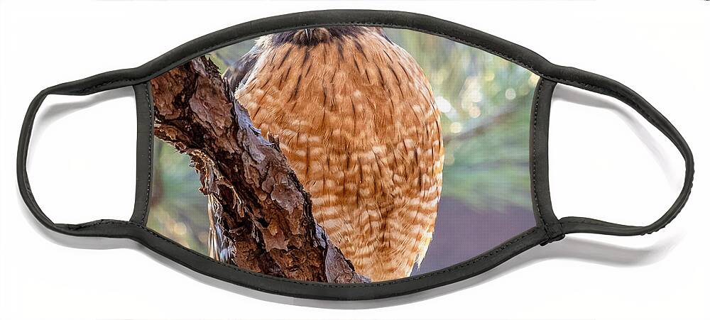 Wildlife Face Mask featuring the photograph Judging Hawk by Rick Nelson