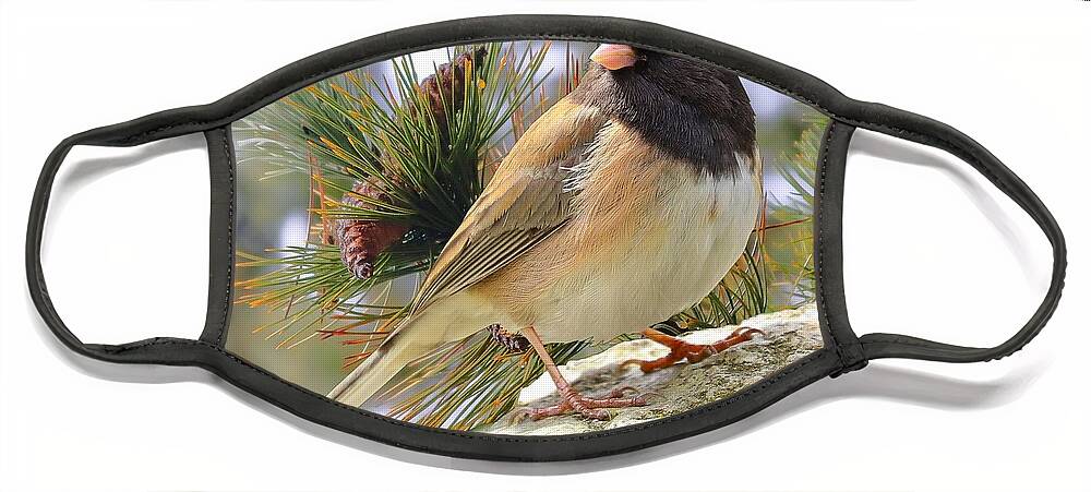 Junco Face Mask featuring the photograph Junco And Pine by Kimberly Furey