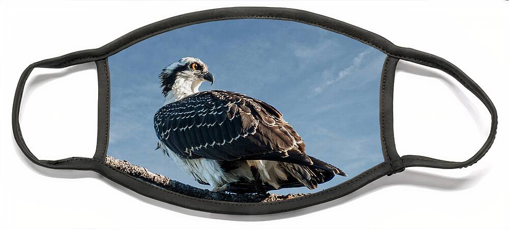 Animal Face Mask featuring the photograph Juvenile Osprey Perched in a Tree by Jeff Goulden