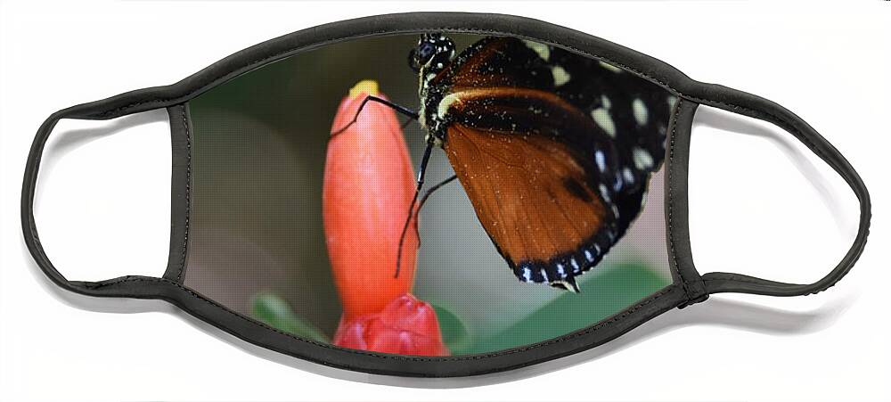 Photography Face Mask featuring the photograph Key West Butterfly by Stephanie Gambini