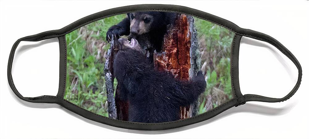 Bear Cubs Face Mask featuring the photograph King of the Stump Black Bear Cub Game by Natural Focal Point Photography