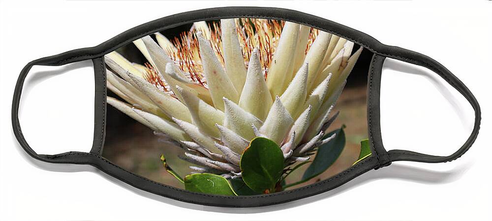 White Face Mask featuring the photograph King Protea White - Protea cynaroides 3 by Elaine Teague