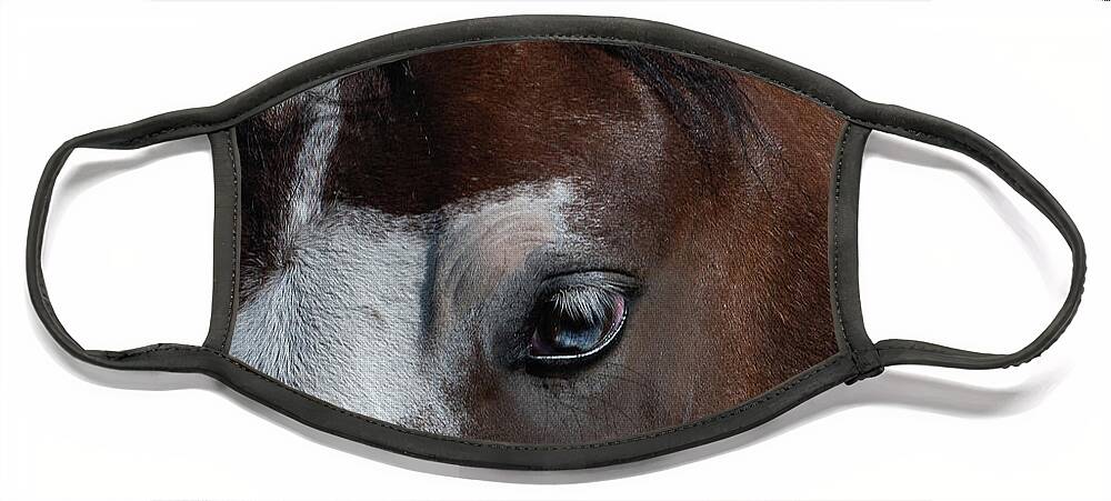 Wild Horses Face Mask featuring the photograph Knowledge by Mary Hone