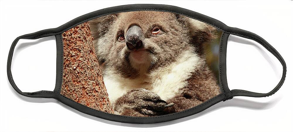 Animal Face Mask featuring the photograph Koala by Elaine Teague