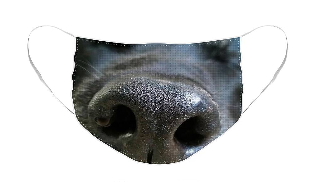 Nature Face Mask featuring the photograph Lab Nose by Judy Cuddehe