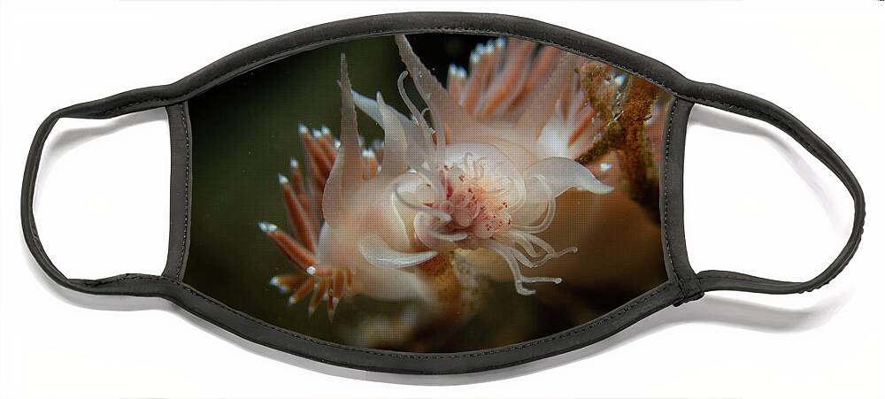 Nudibranch Face Mask featuring the photograph Lady and the Tramp nudibranchs by Brian Weber
