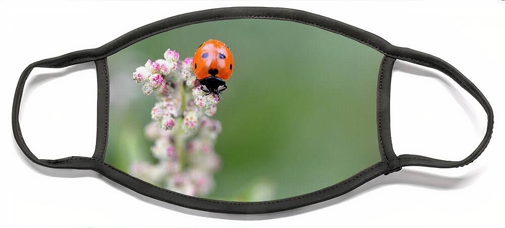 Lady Bug Face Mask featuring the photograph Lady Bug 1 by Amy Fose