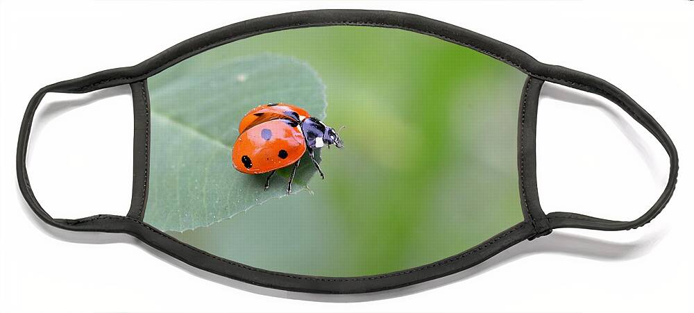 Lady Bug Face Mask featuring the photograph Lady Bug 2 by Amy Fose