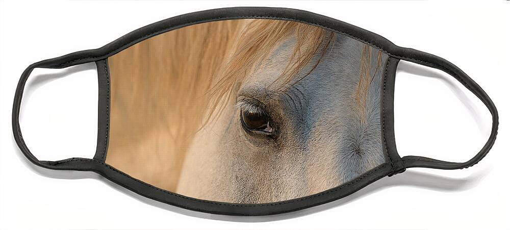 Horse Face Mask featuring the photograph Lady by Lisa Manifold