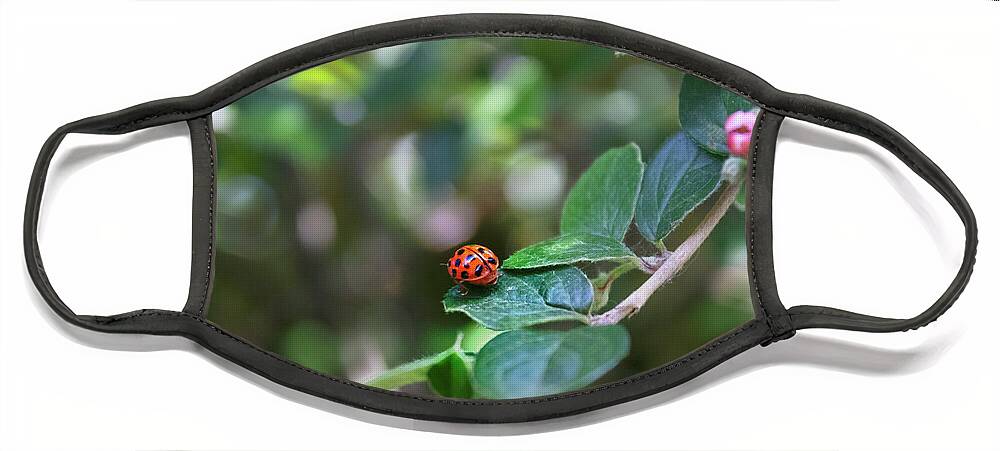 Ladybug Face Mask featuring the photograph Ladybug by MPhotographer