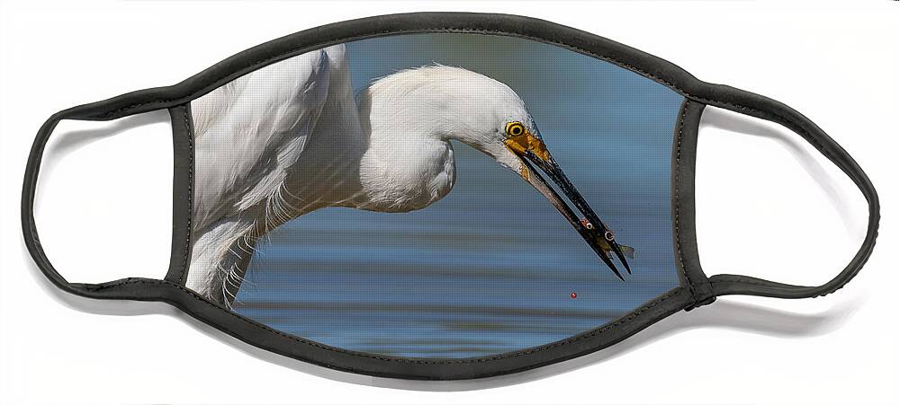 Snowy Egret Face Mask featuring the photograph Last Drop of Life. by Paul Martin