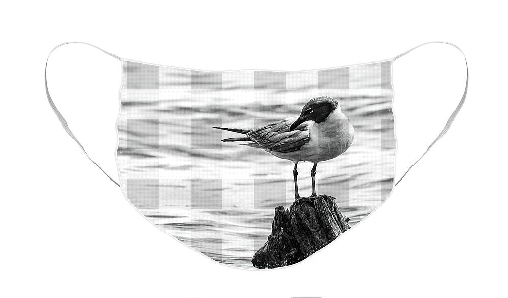 Seagull Face Mask featuring the photograph Laughing Gull in Black and White by Bob Decker