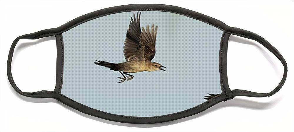 Boat-tailed Grackle Face Mask featuring the photograph Launch Sequence by RD Allen