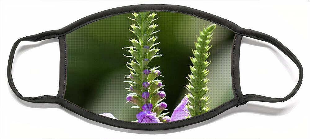 Obedient Plant Face Mask featuring the photograph Lavender Obedient Plant Spires by Kathy Clark