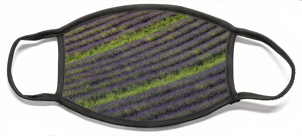Valensole Plateau Face Mask featuring the photograph Lavender Rows by Rob Hemphill