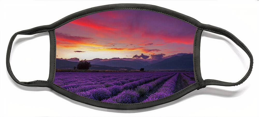 Dusk Face Mask featuring the photograph Lavender Season by Evgeni Dinev