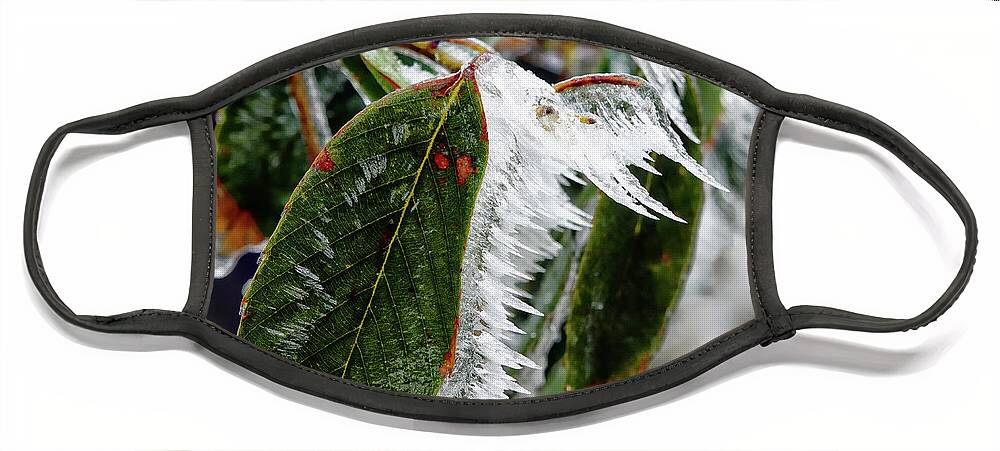 China Face Mask featuring the photograph Leafy Ice by Rick Lawler