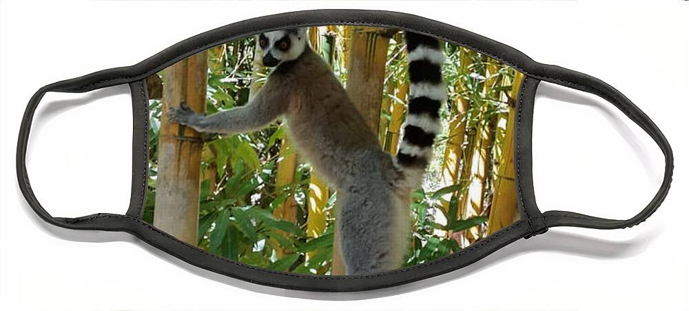 All Face Mask featuring the digital art Lemur in Madagascar 1 KN33 by Art Inspirity