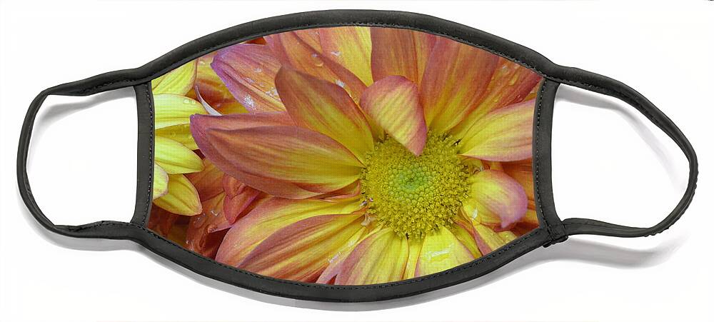 Daisy Face Mask featuring the photograph Light Pink and Yellow Daisies 1 by Amy Fose