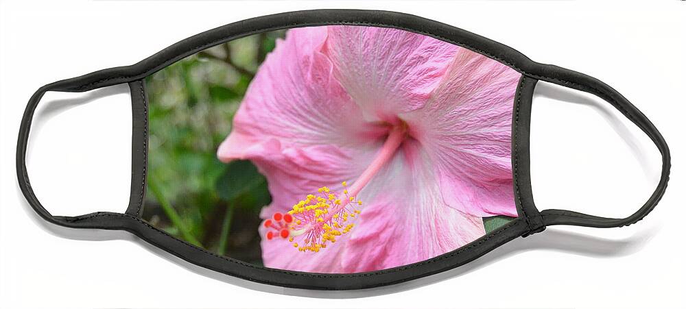 Flower Face Mask featuring the photograph Light Pink Hibiscus 1 by Amy Fose