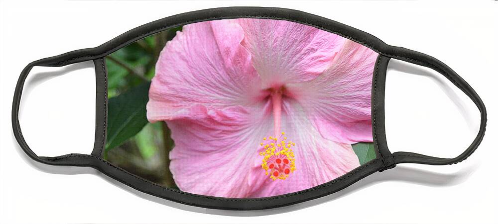 Flower Face Mask featuring the photograph Light Pink Hibiscus 2 by Amy Fose