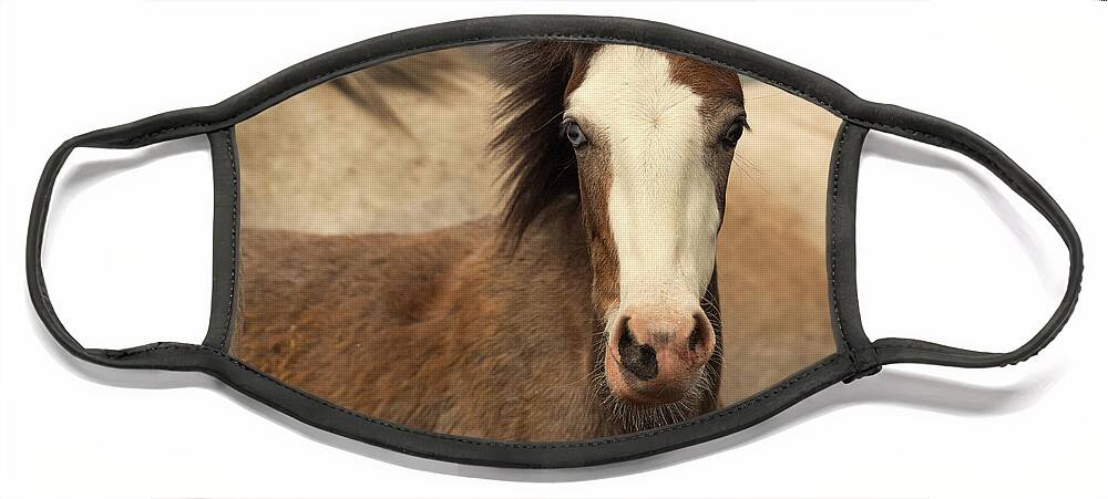 Cute Foal Face Mask featuring the photograph Lil Blu by Shannon Hastings