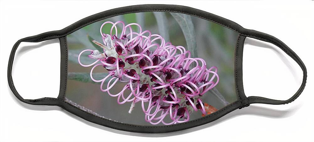 Grevillea Face Mask featuring the photograph Lilac Grevillea Flower by Maryse Jansen