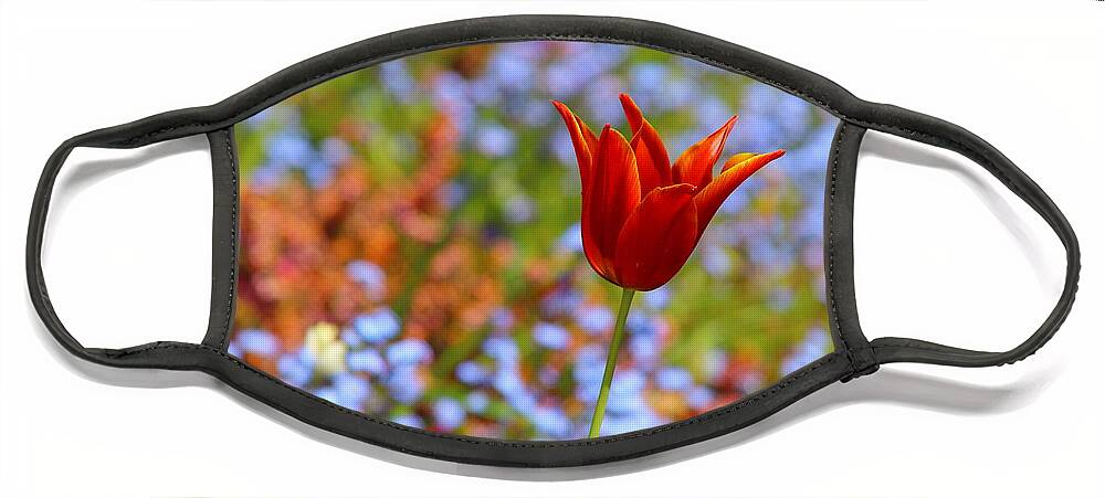 Tulip Face Mask featuring the photograph Lily Flowered Tulip by Kimberly Furey