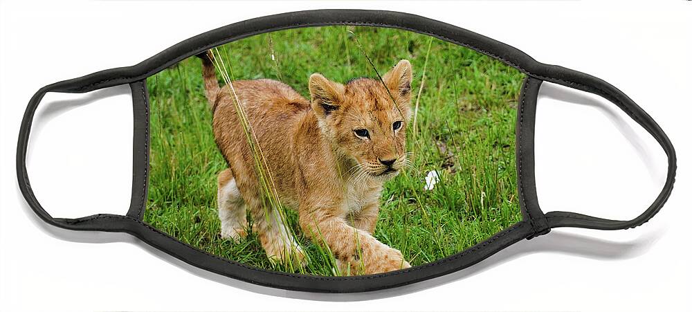 Cub Face Mask featuring the photograph Cute Lion Cub by Aarti Bartake